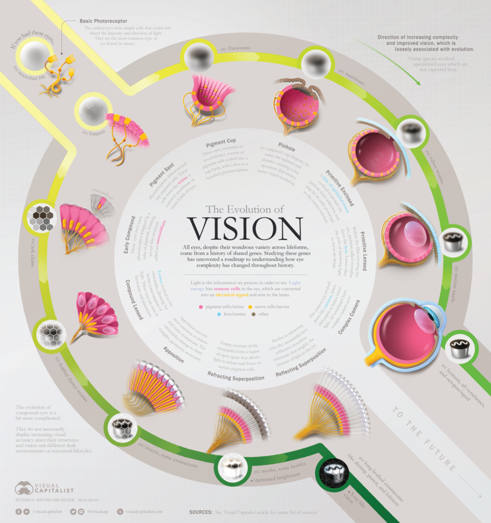 Visualizing the Evolution of Vision and the Eye Visual Capitalist