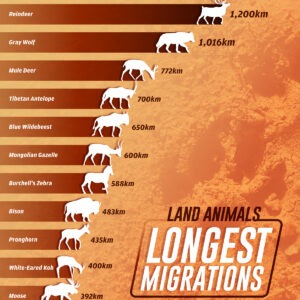 Ranked: Land Animals With Longest Migrations
