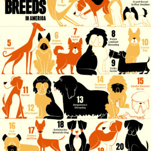 Ranked: 20 Least Popular Dog Breeds in the U.S.