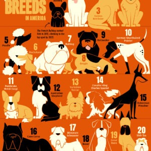 Ranked: The 20 Most Popular Dog Breeds in America