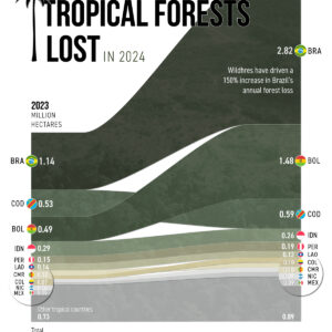 Charted: Tropical Forest Loss in 2024