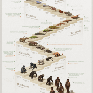Visualized: The 4 Billion Year Path of Human Evolution